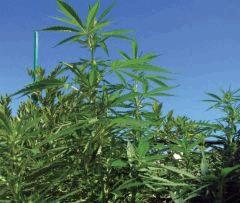 sativa1