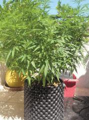 sativa5