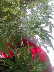 IMAG0262