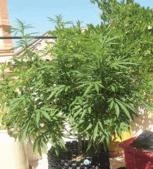 sativa7