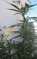 sativa3