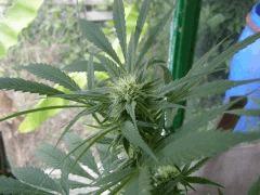 IMG5 0579