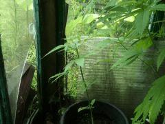 IMG3 0378