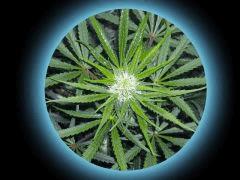 [Northern Lights5XHaze] [Fleur secondaire] (Flo+30)
