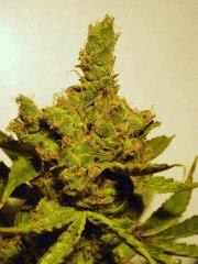 Bud "Northern Lights5XHaze "  [ To Cut ] [ Flo+72 ]