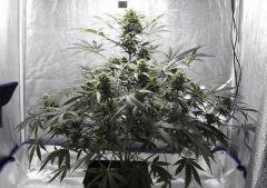 [Northern Lights5XHaze] (Flo+50)