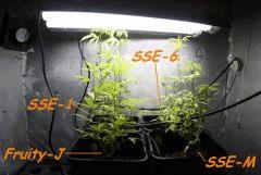 Le 28/01/11 en pot de 6L.... ça tire la gueule lol.