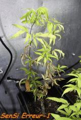 Le 28/01/11 en pot de 6L.... ça tire la gueule lol.