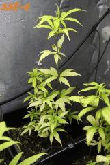 Le 28/01/11 en pot de 6L.... ça tire la gueule lol.