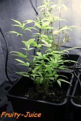 Le 28/01/11 en pot de 6L.... ça tire la gueule lol.