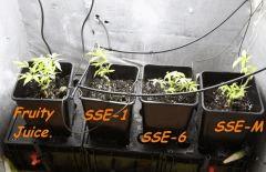 Le 29/01/11 en pot de 6L.... Taille radicale !!
