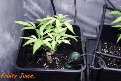 Le 29/01/11 en pot de 6L.... Taille radicale !!