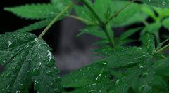 planta plus soif alors ^^