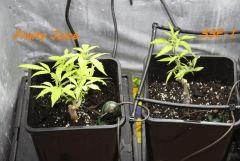 Le 29/01/11 en pot de 6L.... Taille radicale !!