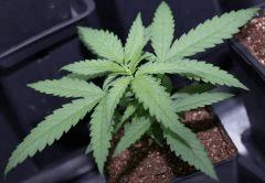 Test des Critical mass (papa) X Uk Cheese