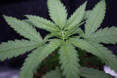 Test des Critical mass (papa) X Uk Cheese