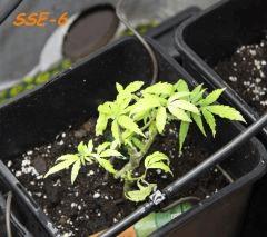 Le 29/01/11 en pot de 6L.... Taille radicale !!