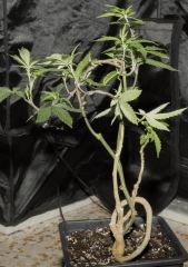 Sour diesel riri...huhuhu