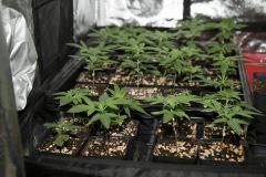 Test des Critical mass (papa) X un peu tout ^^