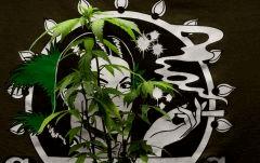 de la série: "planta soif"