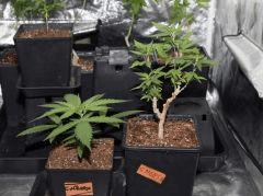 Test des Critical mass (papa) X Uk Cheese