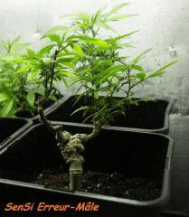 Le 09/02/11........12 jours aprés la taille, ça retrouve la patate :p