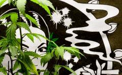 de la serie: "planta soif"
