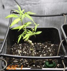 Le 29/01/11 en pot de 6L.... Taille radicale !!