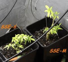 Le 29/01/11 en pot de 6L.... Taille radicale !!
