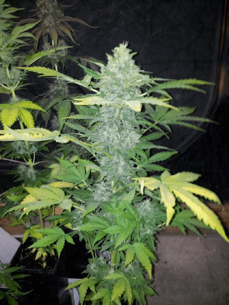ch9 females seeds