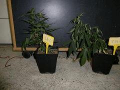 CRO +16 23 02 2009 22 51 01