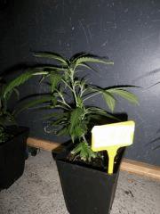 CRO +07 13 02 2009 22 42 10