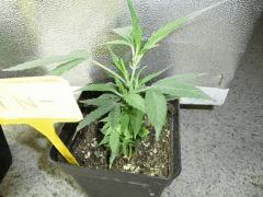 CRO +04 10 02 2009 00 04 58