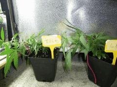 CRO +07 13 02 2009 22 47 46