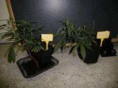 CRO +14 21 02 2009 00 01 55