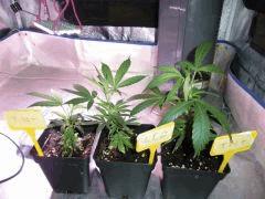 CRO +02 08 02 2009 00 18 33