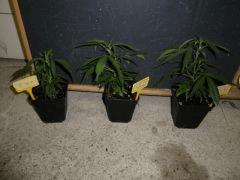 CRO +07 13 02 2009 22 41 37