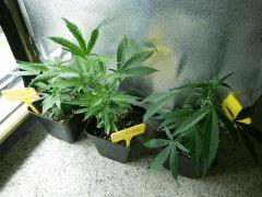 CRO +06 12 02 2009 01 17 26