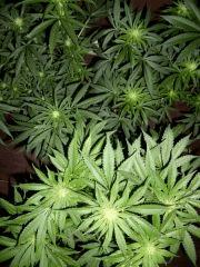 croissance skunk & white skunk