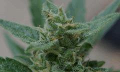 macro 2012 002