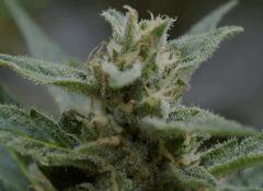 macro 2012 009