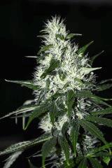 2ème culture in 400w hps