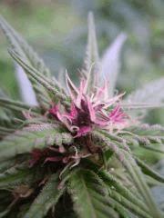Variété inconnu (Purple)