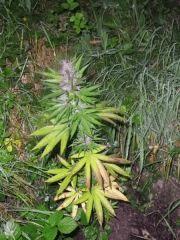 Purple Widow - Exté - Fin de Flo - 2012
