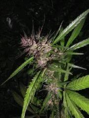 Purple Widow - Exté - Fin de Flo - 2012