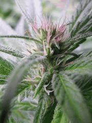 Variété inconnu (Purple)