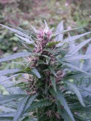 Variété inconnu (Purple)