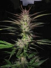Purple Widow - Exté - Fin de Flo - 2012