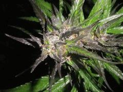 Purple Widow - Exté - Fin de Flo - 2012