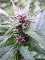 Variété inconnu (Purple)